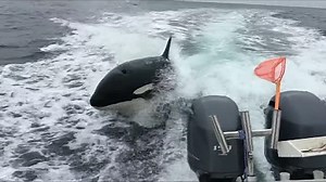 Video shows killer whales swimming alongside boat