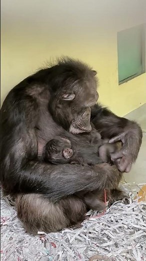 Two Baby Chimps Born at L.A. Zoo!