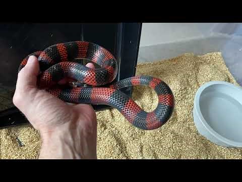 Keeping the Black Milk Snake