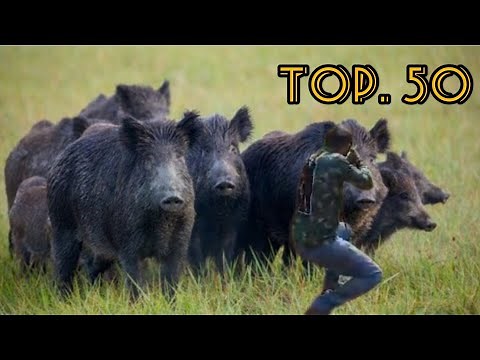 top 50. caçada de javali. melhores cenas e tiro na caça ao javali.