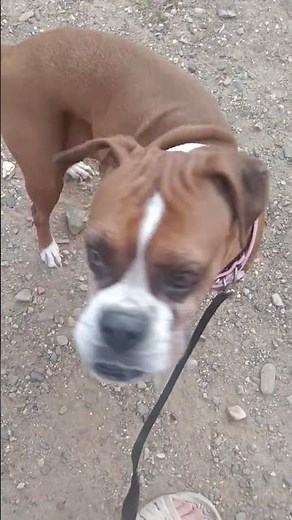 this is Betsy a fawn female boxer she's not a service dog nor is in training but she knows tricks!🐾