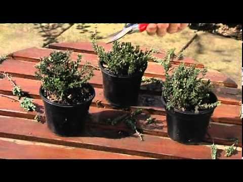 Pruning Erica or Heather