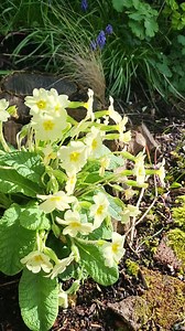 278 reactions · 23 shares | The name primrose derives from the Latin,...
