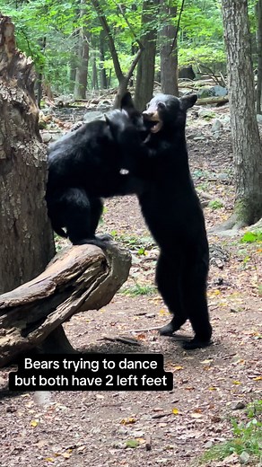Hilarious Bear Break Dancing: Wild Animals' Funny Dance Moves!