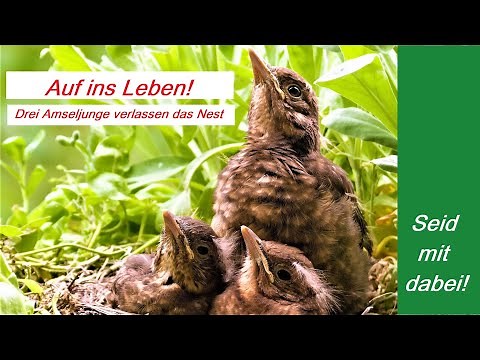 Auf ins Leben! Die Amselkinder verlassen das Nest...