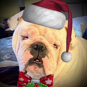 Here is a brand new holiday tune from Augie Doggy the king. It seems he caught the mommy doing something naughty last year 😂. Oh Augie & Gigi… | Augie Doggy’s Place