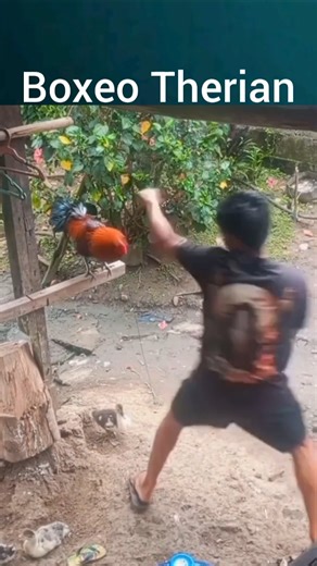 Therian Boxing: Animals Confuse Us #therian #boxing