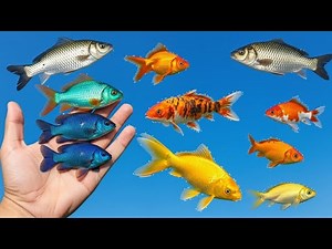 Set up a beautiful, colorful fish tank.