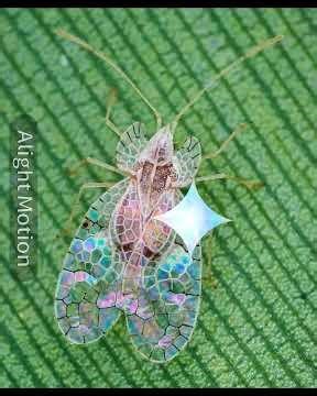 Lacewings and hiw to take care of them #naturelovers #idkwhattoput #lace