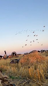 The duck numbers are looking phenomenal for us so far, and we’ve been having a blast chasing ‘em! 🦆 #huntmichitoba #duckhunt #mallards #mallardmonday #waterfowlhunting #huntcanada | Michitoba Outfitting Manitoba Outfitter and Guide