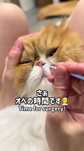 定期的にしないと息が詰まる、おれ/If I don’t clean his nose, he can’t breathe properly. #exoticlonghair #catsoftiktok #petsoftiktok #ねこ #エキゾチックロングヘア