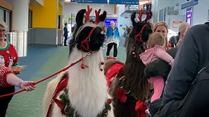 'Therapy llamas' in one airport is helping lessen holiday travel stress
