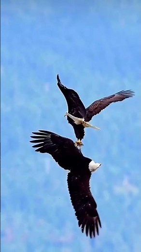 Golden Eagle Mating Rituals #birds #wildlife