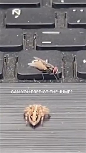 Watch Another Perfect Stealth Attack Unfold