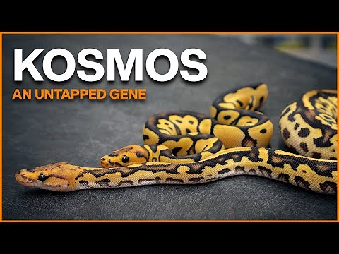 KOSMOS! Exploring an Untapped Ball Python Gene!