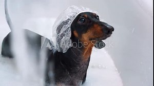 Funny dachshund dog in a shower cap stands in a bathtub with foam, looking confused at stream of water from tap Pet grooming with anti-allergenic soap, hygiene home car Wet puppy washes in spa salon