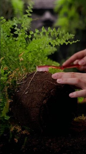 How to Make Ferns the EASIEST Houseplants to Grow