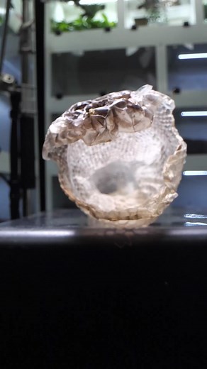 inside of a king cobras skin #wildlife #zoo #snakes #lizard #exoticpets #reptiles #animals