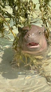 Enjoy the Mars zen. #babyhippo | Tanganyika Wildlife Park