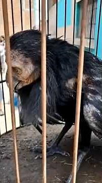 5 Tragic Extinctions That Shocked Humans #Animals #AnimalFacts