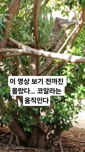 호주 동물원에서 포착한 ‘움직이는 코알라’ #움직이는코알라 #호주동물원#힐링영상 #귀여운동물 #야생동물#shorts #동물영상 #호주여행