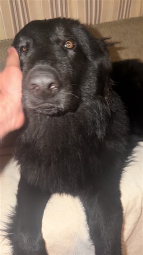 Pluto #gsd #dog #dogsoftiktok #pets
