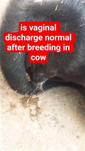 Vaginal Mucus After Artificial Insemination in Cows – Normal or Infection?