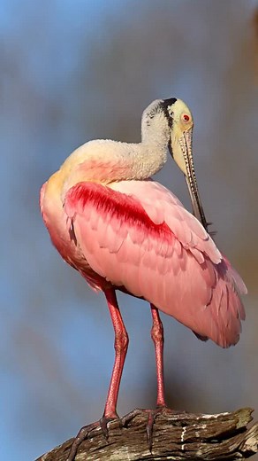 3.1K views · 4.3K reactions | Roseate Spoonbill…☀️ A classic pose and wind down activity for a Roseate Spoonbill at the end of the day. Somehow these wonderfully pink birds are relaxing to watch, and great fun to film. Slow motion video shows off all the beautiful details, Nikon Z 9, 600mm f/4 TC lens. #roseatespoonbill #floridawildlife #naturelovers #nikonambassador #nikonz9 | Deborah Sandidge Photography | Facebook