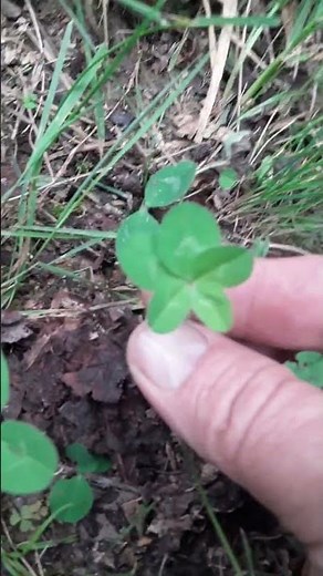 five leaf clover