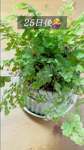 【アジアンタムの再生】カリカリからでも簡単に復活するよ！ #再生栽培 #観葉植物#アジアンタム