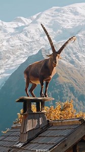 19K views · 860 reactions | Ibex Goat #sciencefacts #shortsvideos #fpyシ #fpyシ | Midverse | Facebook