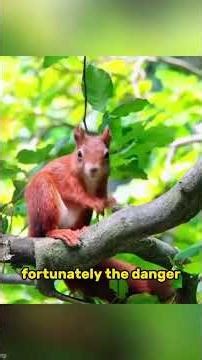 Squirrel giving birth.#animals #Foryou #Friendship #Us #squirrels #fyp