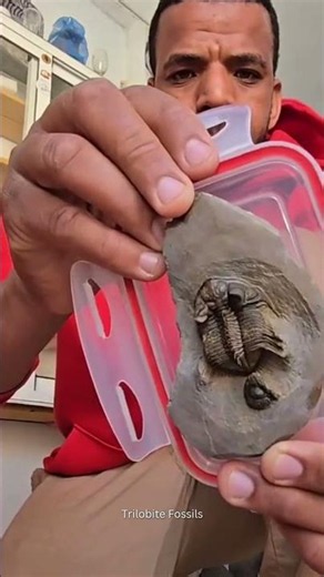 Rare Erbenochile erbeni Trilobite Fossil 🦂 400 Million Years Old | Morocco Fossil