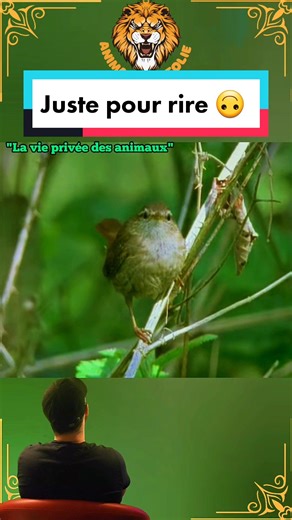 Best of animaux en 4 minutes : humour et surprises