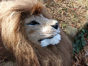 Realistic, Animatronic Lion Mask With Stereo Night Vision and Amplified Hearing