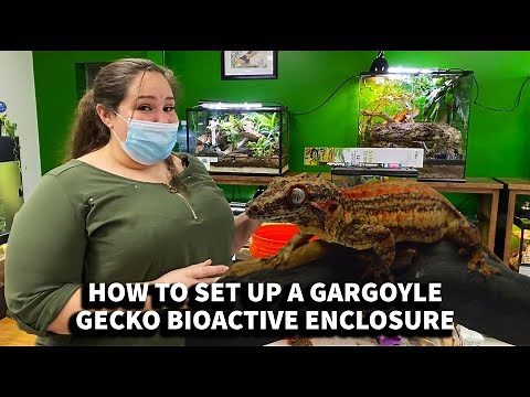 How to set up a Gargoyle Gecko BioActive enclosure