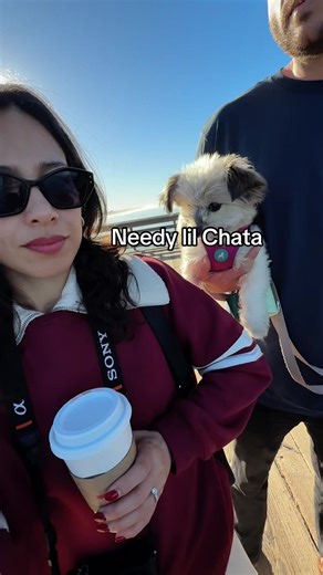 Understanding and Training Your Deaf Dog