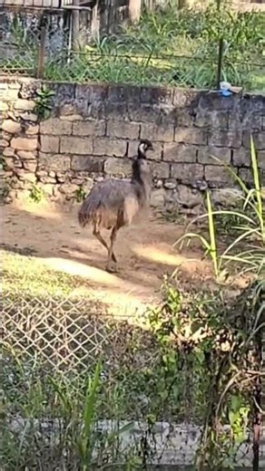 emu 🍃 flightless bird #emu #shorts #wildlife #birds