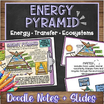 Energy Pyramid Doodle Notes, Quiz + PowerPoint | NGSS Life Science Resource
