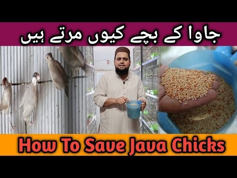 Self Feed Fawn Java Chicks | Java kay Bachon ko Marnay Se Bachao #petsbysbz #birdsdoctor