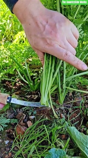🥕⚙️ Fresh Carrot Top Slicing and Harvesting Using Curved Sickle Knife