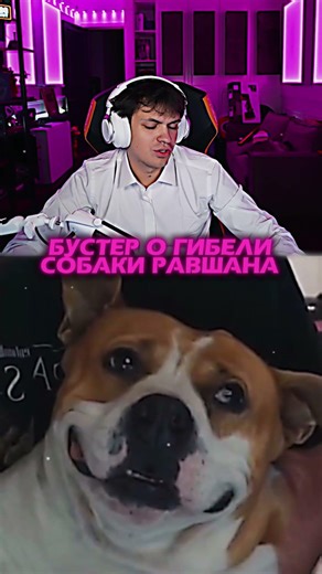 Twitch: Buster - Это Очень Больно😢 | #buster #ravshann #dog #shorts #sad #twitch #clips #reels