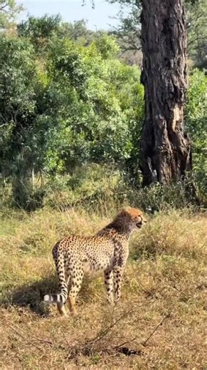World's Fastest Animal on Watch 👀 Cheetah in the Wild