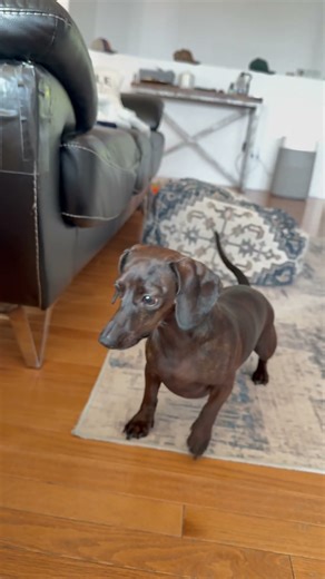 Dachshund Can’t Stop Chasing Automatic Ball Launcher