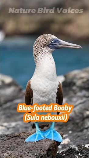 Blue footed Booby | Sula nebouxii #birds #birdsong #birdsounds