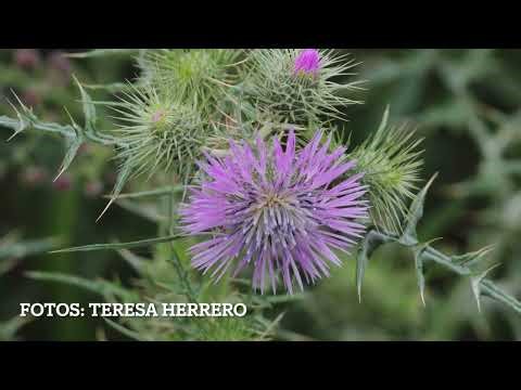 CARDO BORRIQUERO (CIRSIUM VULGARE) OCTUBRE 2025