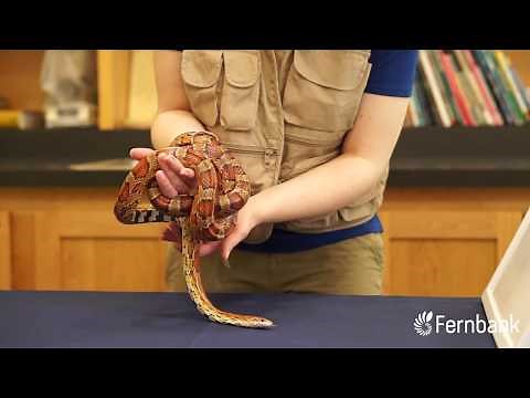 Animal Encounter: Corn Snake