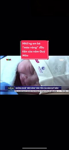 Những em bé mèo vàng đáng yêu của năm Quý Mão