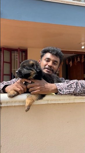 😅 இது ஹஸ்கி இல்ல❗️ஜெர்மன் ஷெப்பர்ட் 🔥🔥