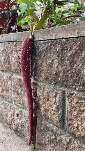 The Aliens have landed #anthuriums #houseplant #plants #indoorplant | The Nature Company